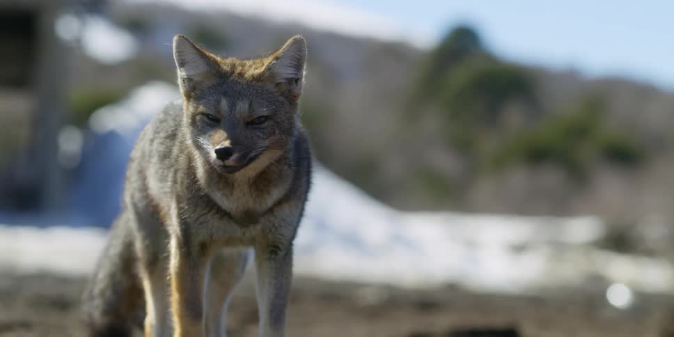 A fox is outdoors in its natural habitat