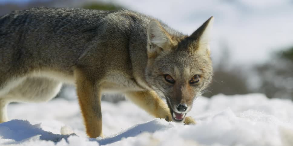 A wild fox feeds in the snow