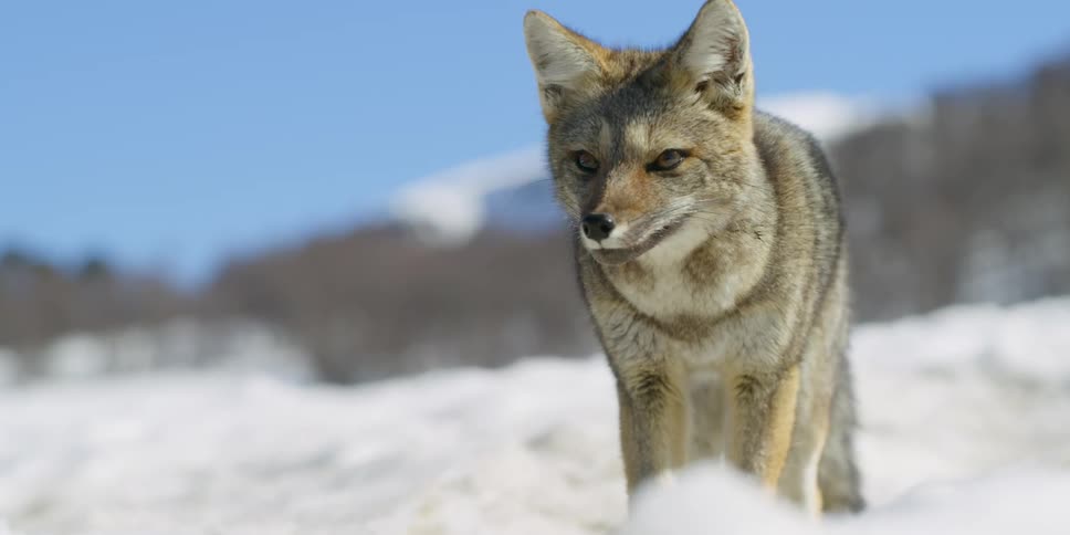 A furry fox snarls while standing in snow outdoors