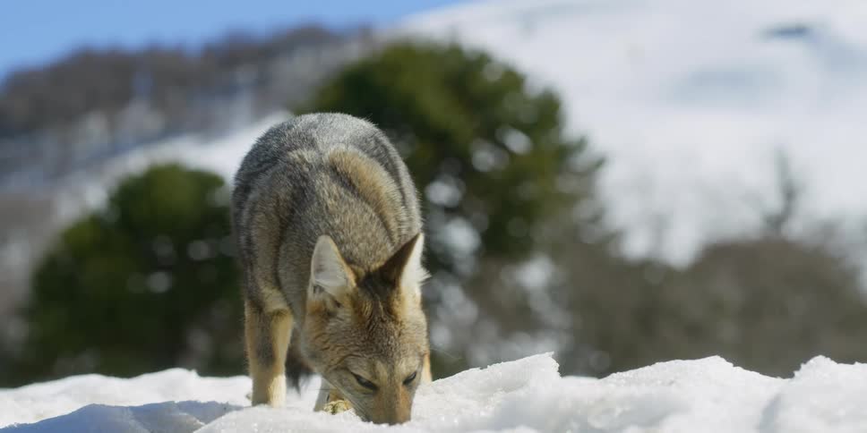 A fox is hunting in the snow