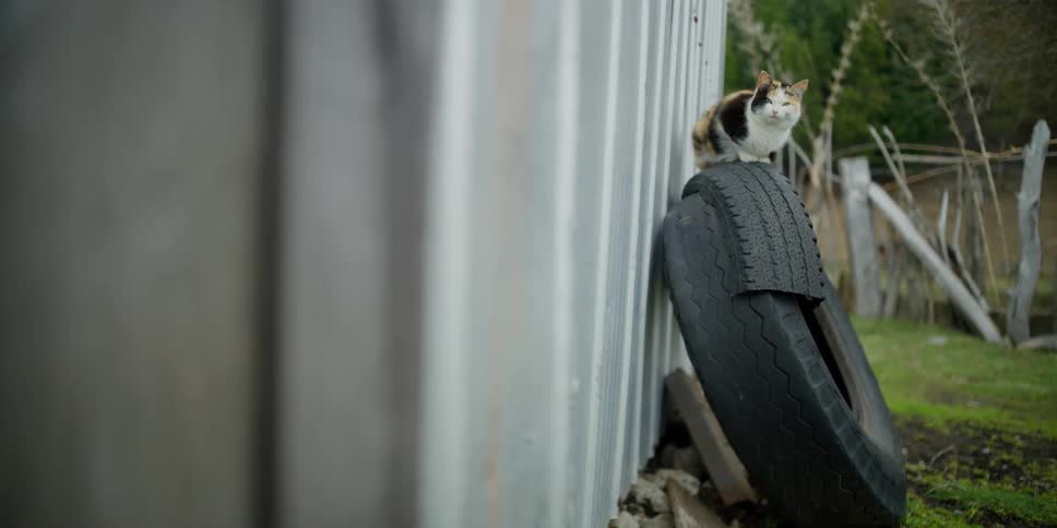 A kitten sits outside on an old tire
