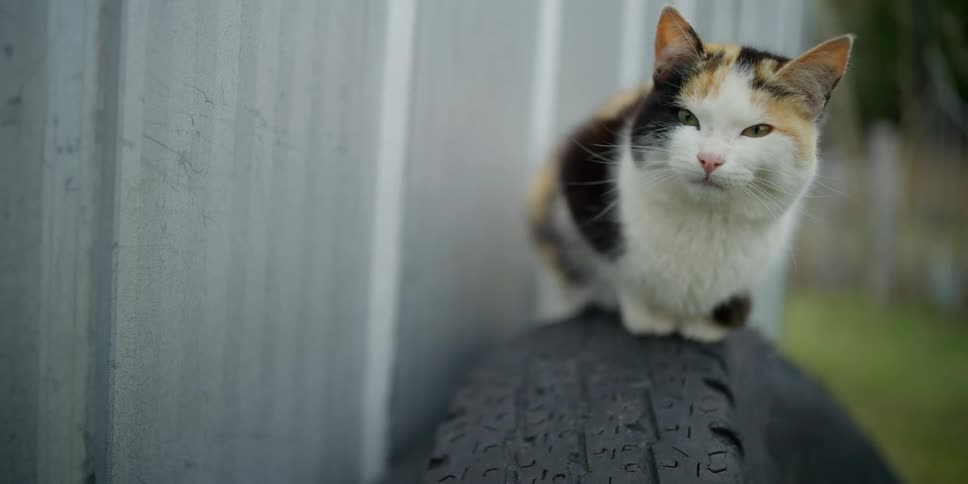 A cat sits on a tire outdoors