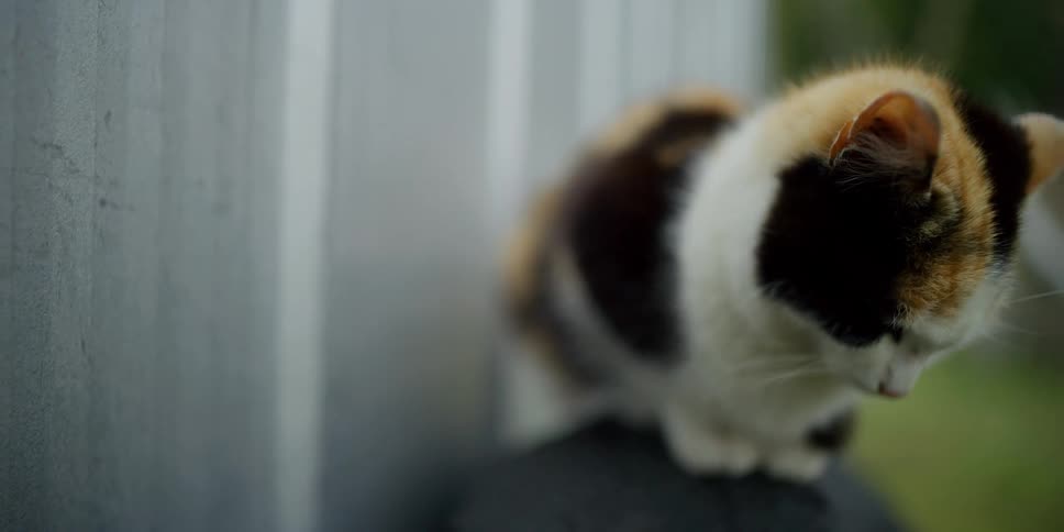 A cat standing outdoors on a stone near a white fence