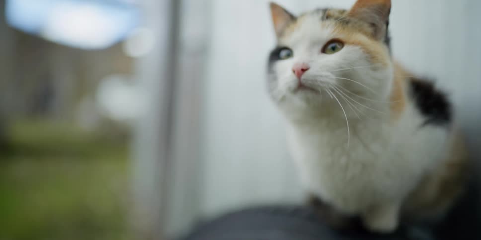 A cat is outdoors in nature