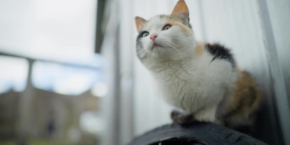The cat sits on the tire