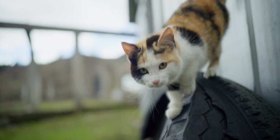 A calico cat jumps down off a tire onto the grass