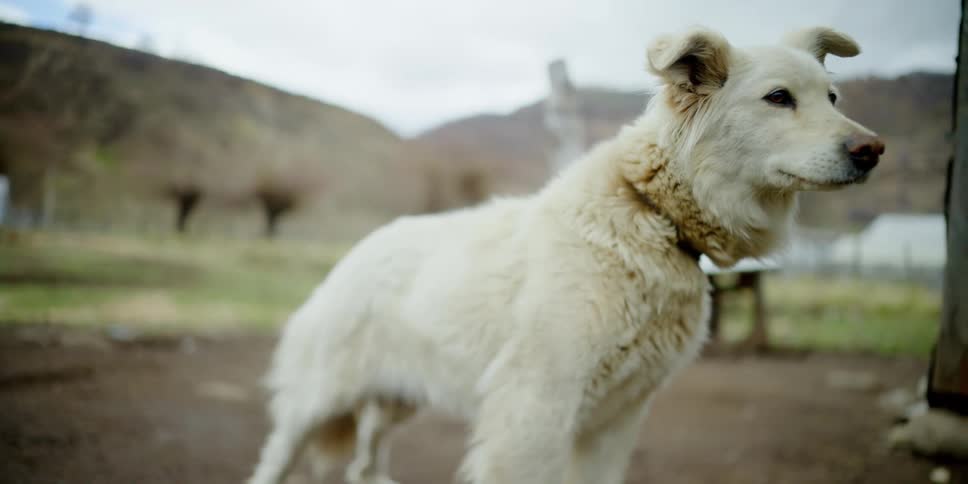 A dog stands outside