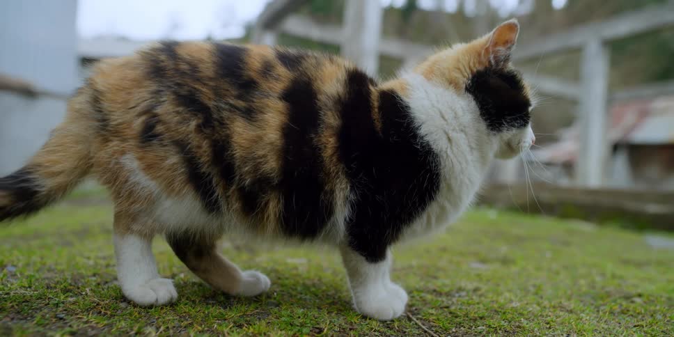 A kitten in the yard meows
