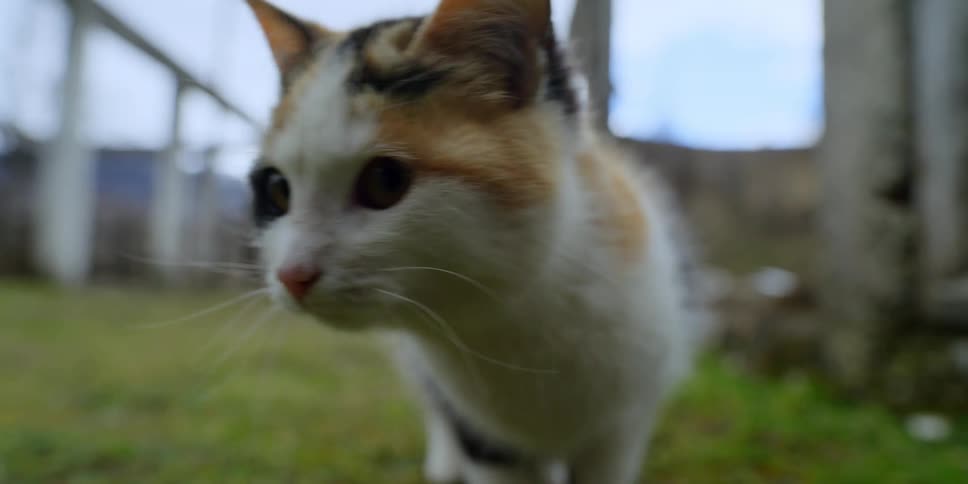 Close up of a cat in a yard