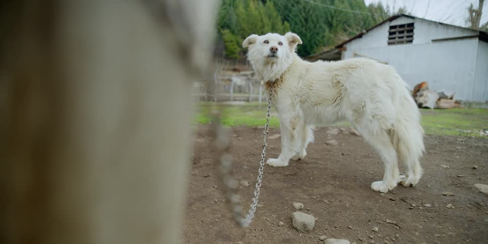 The dog is standing in the yard on a chain attached to the post