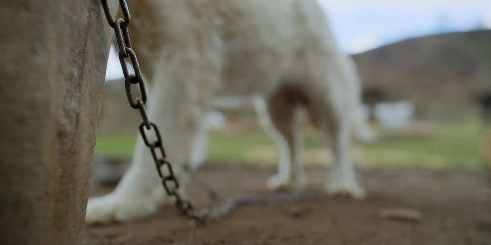 A white dog is chained to a wooden post outside