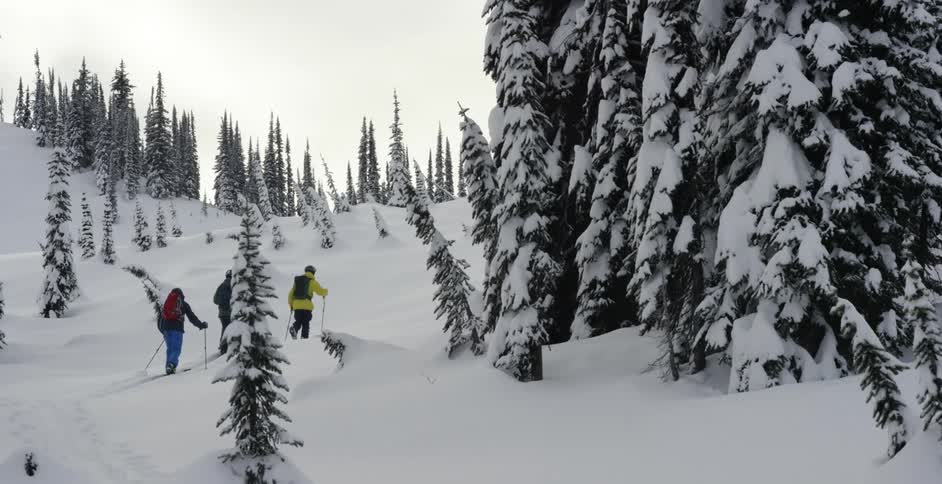 A trio of skiers moves through a snowy woodland