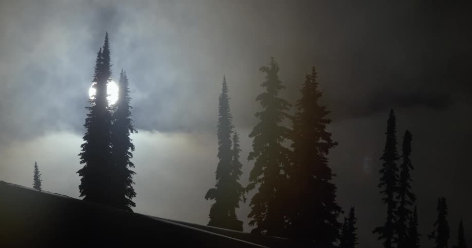The sun turns the trees to silhouette in winter