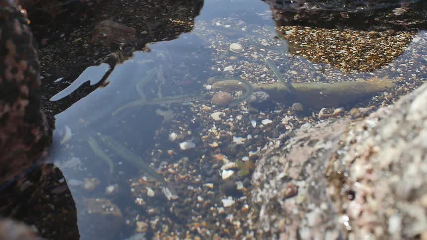 A small puddle is in the dirt with some tadpoles swimming