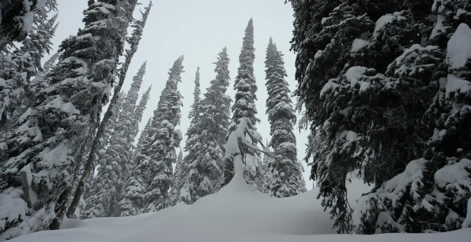 Snow falls in an evergreen forest of huge trees