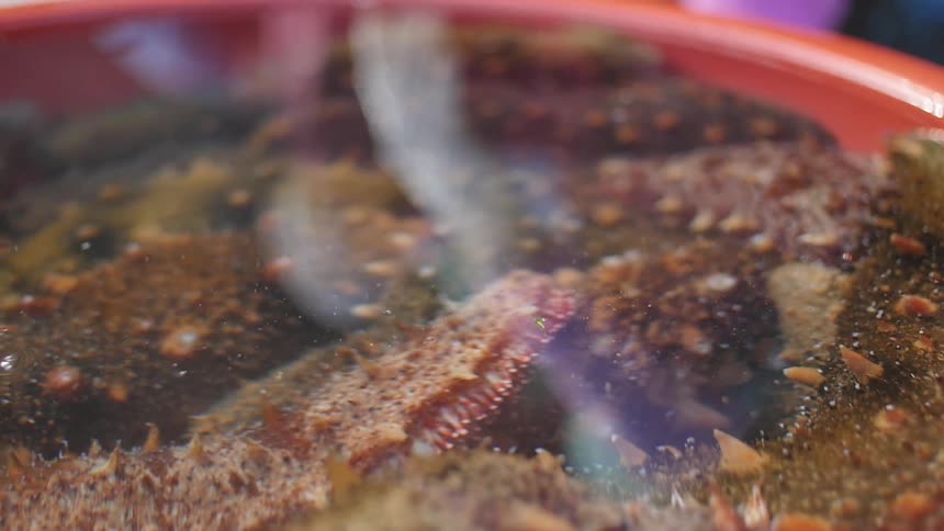 A creature moves underwater