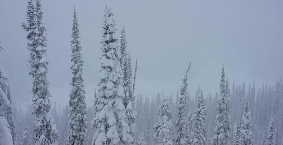 Trees covered in snow in a pine forest on a snowy day