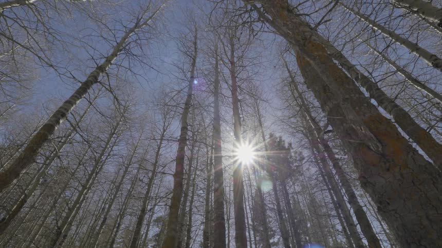 The sun shines through forest trees in the winter