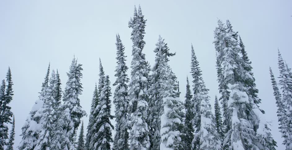 Snow covered pine trees sway in the wind