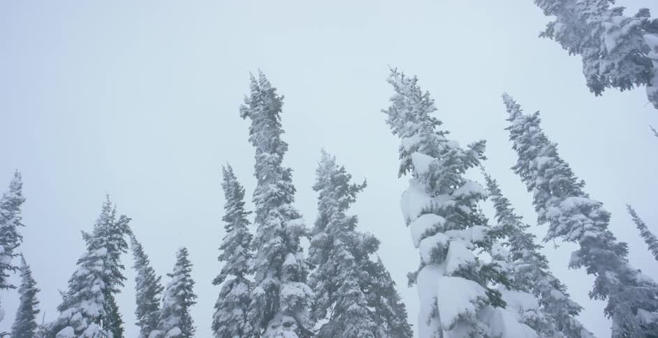 Snow covered trees sway in a windy winter storm