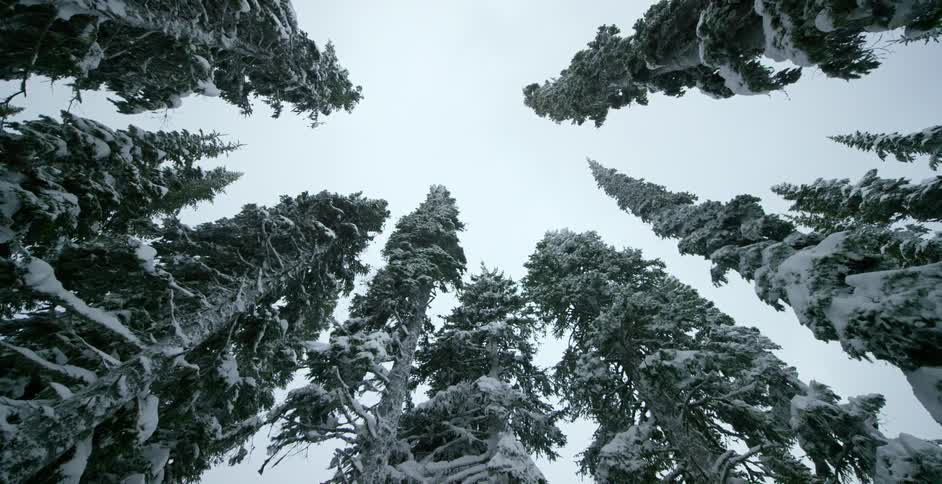 Snow hangs in swaying pine trees
