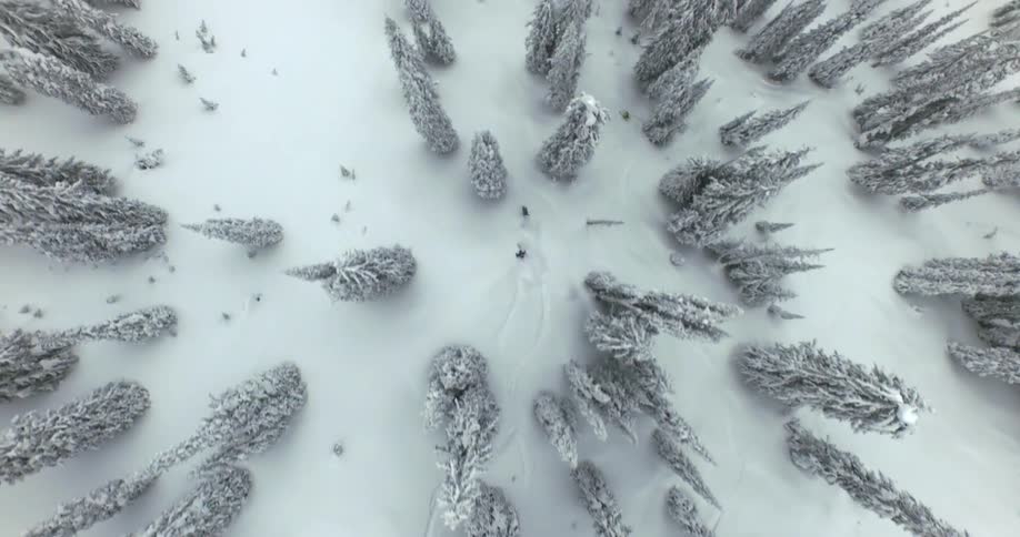Aerial overhead of three skiers in a pine forest