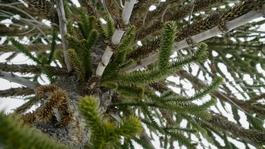 Needles on a monkey puzzle tree