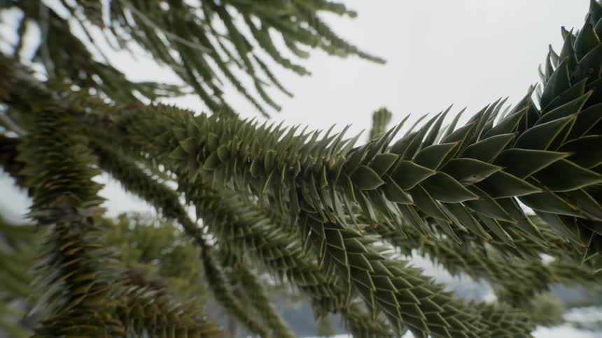 Tree with sharp leaves backed by mist