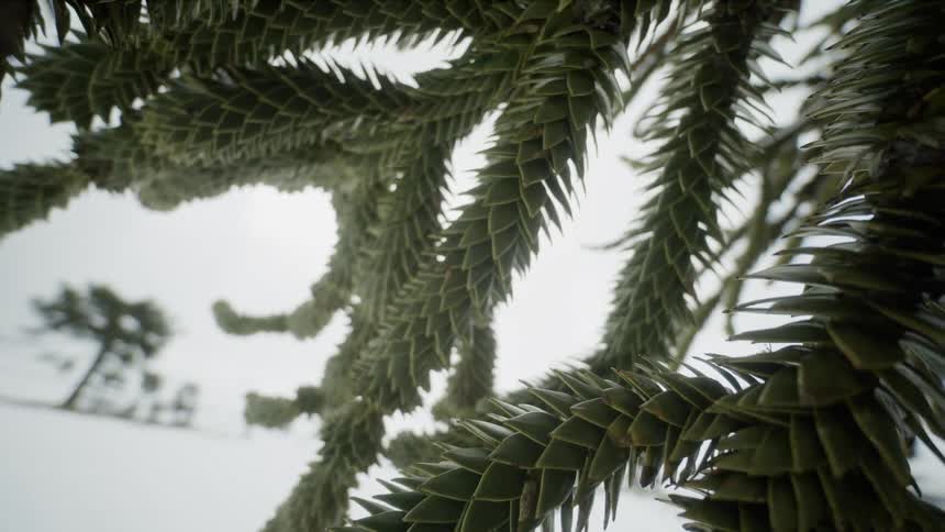 Leaves grow in a scale like pattern on a monkey puzzle tree
