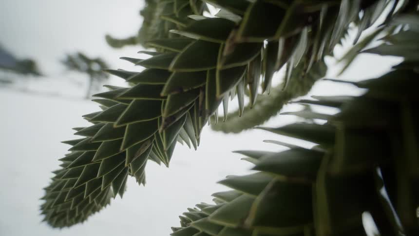 Prickly limbs grow on a tree outdoors