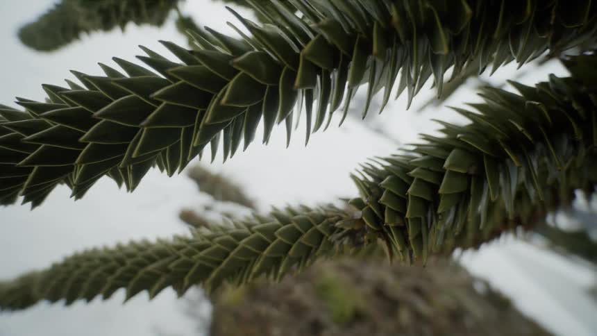 Close up of tree needles in a forest
