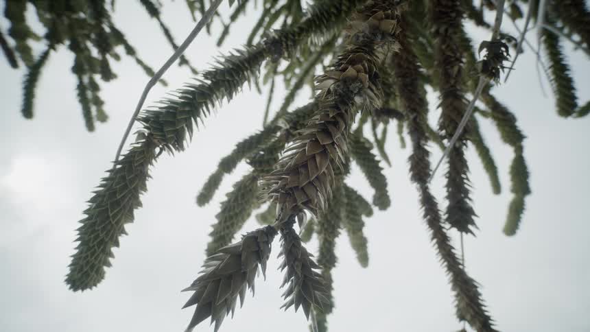 The branches of a monkey puzzle tree