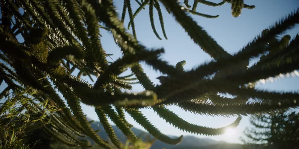 Morning sun filters through pine needles