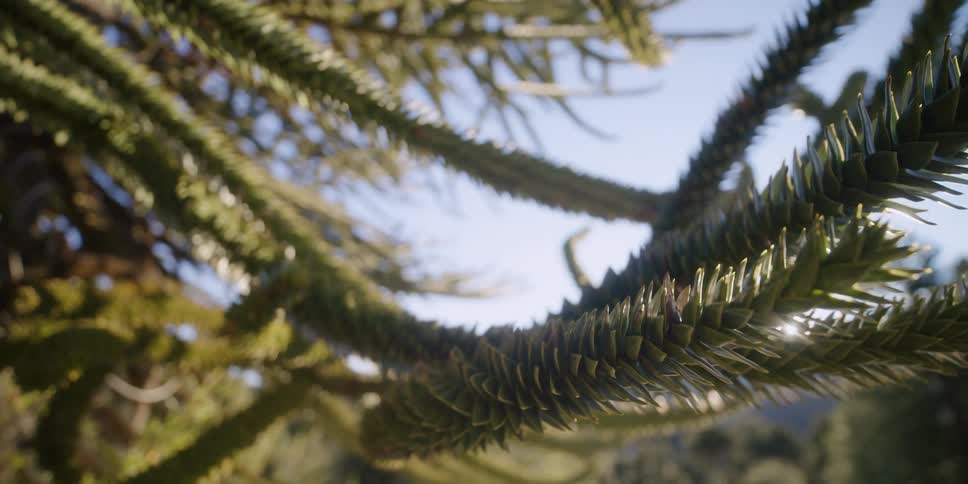 Close up view of monkey puzzle tree in the sun