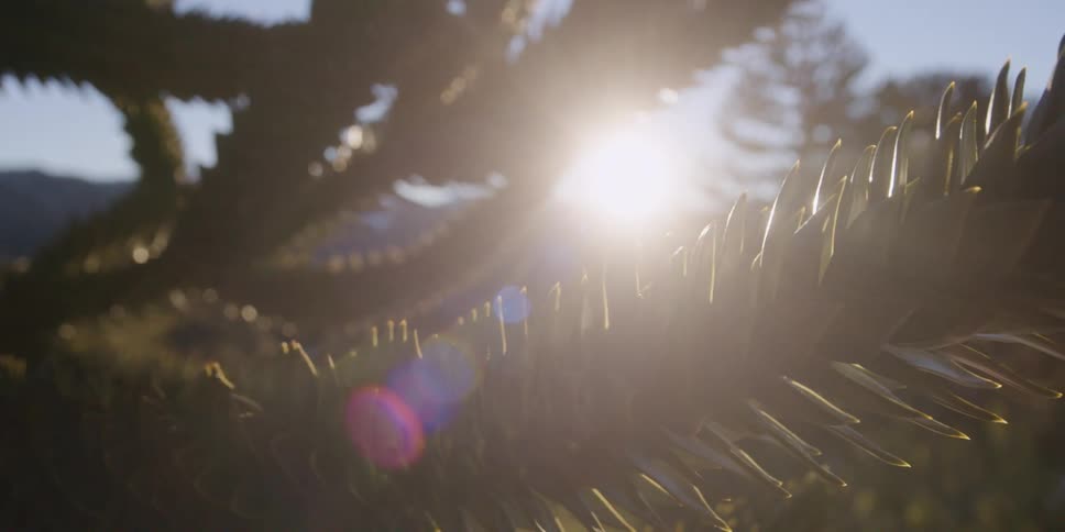 The sun shines through the needles of a tree