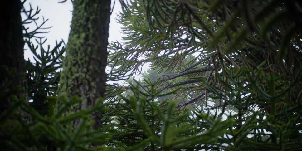 Close up of pine trees in a forest