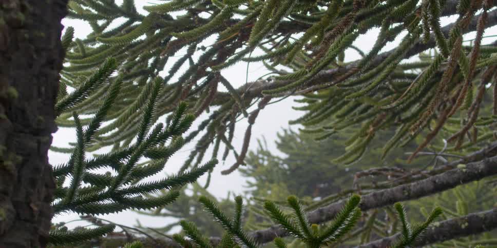 Rain falling between the branches of an evergreen tree on a winter day