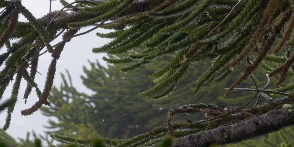 Rain falling through the branches of an evergreen tree