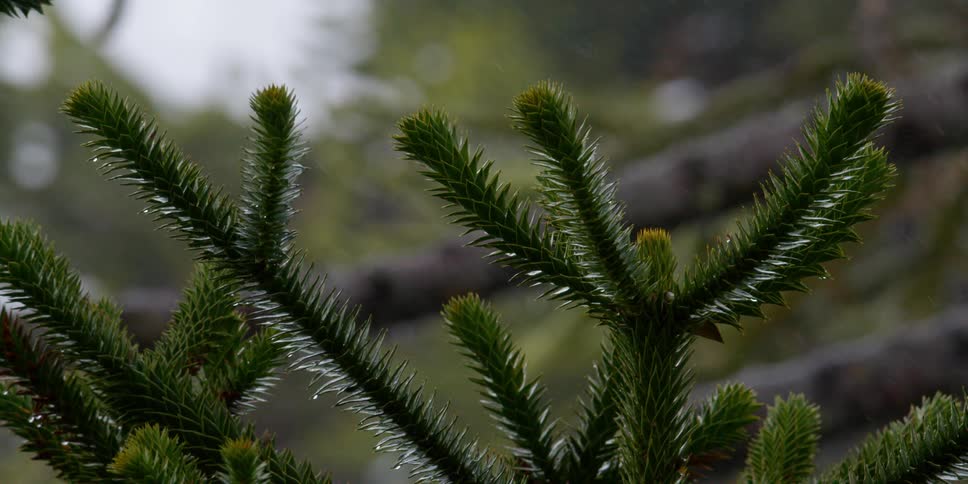 Snow falls in the woods and pine tree branches are outlined in ice