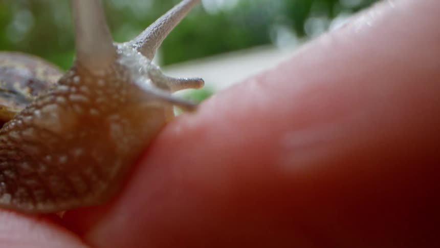A snail crawls on a white persons finger