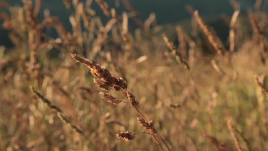 Plants sway in the wind outdoors