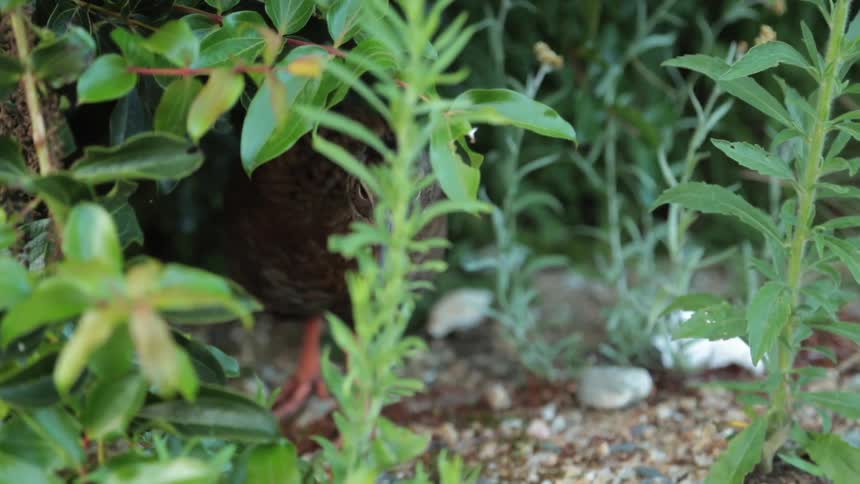 Bird stands in the weeds looking around