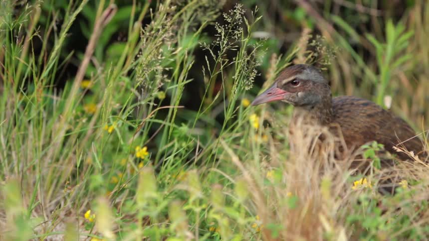 A bird moves around in the grass