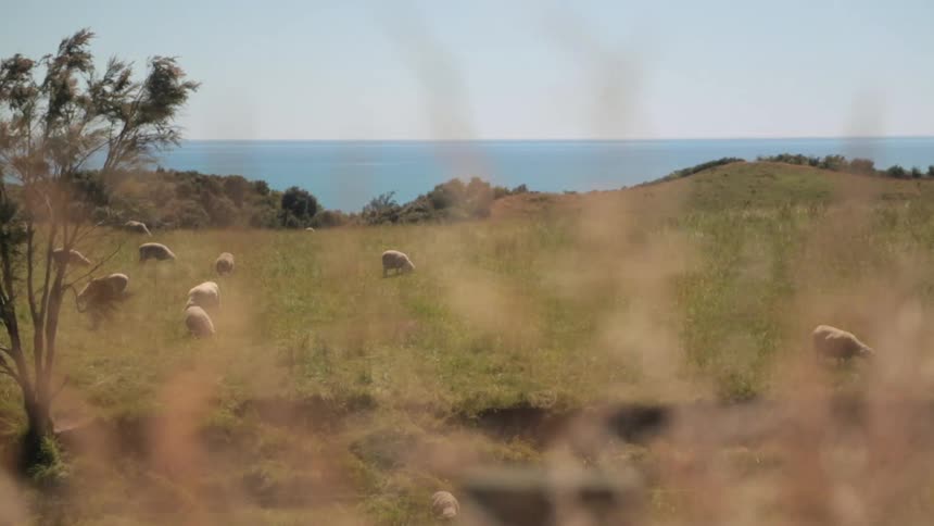Cattle graze in the field near the ocean