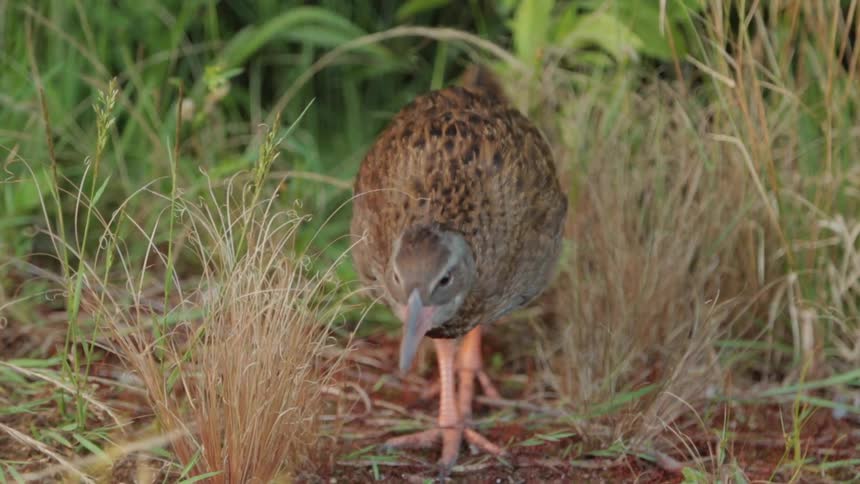 A bird walking through grass and searching the soil for food
