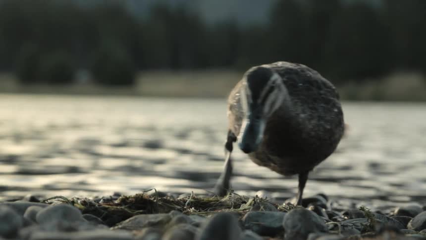 A mallard duck walks on rocks along the shore of a river