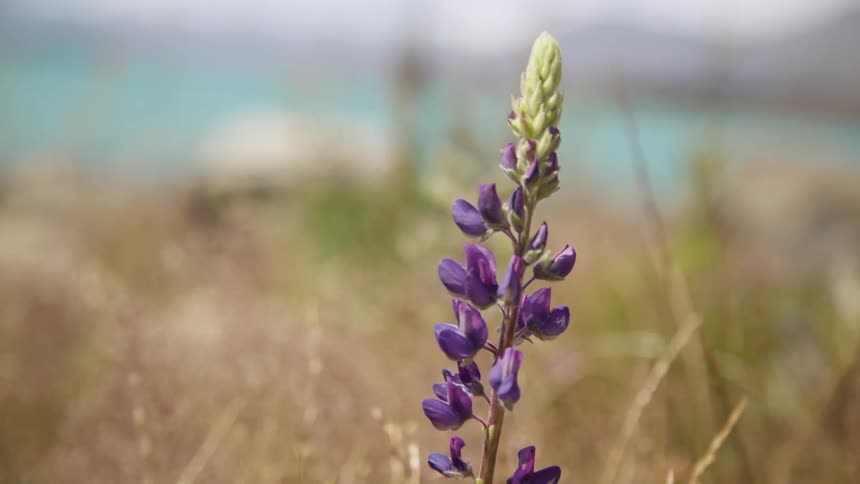 A small plant with purple flowers grows on a coastline