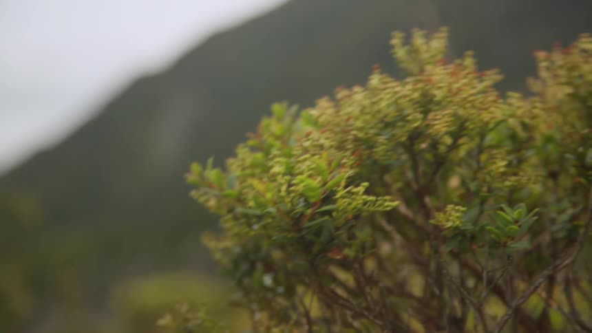 A small plant with tiny flowers moves back and forth in the wind