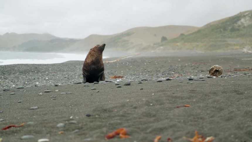 A seal sits on a rocky beach and looks around