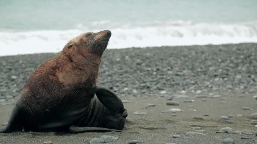 A seal sits on a rocky beach scratching itself with a fin